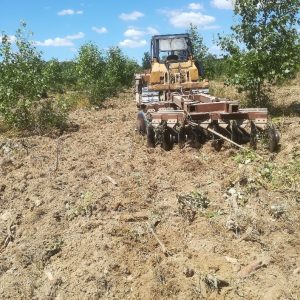 NETTOYAGE RANGÉE PEUPLIERS